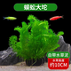 瘋狂水草（FKSC）魚(yú)缸水草真水草凈化底部水草坨草水榕皇冠草趴地矮珍珠直接入缸 蜈蚣草大坨【帶水草泥】