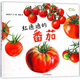 紅通通的番茄(精)/我愛(ài)蔬菜