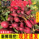 茗君鮮新鮮現拔胭脂蘿卜泡菜專(zhuān)用重慶涪陵紅心紅皮蘿卜母水四川農家特產(chǎn) 1斤胭脂蘿卜