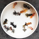 優(yōu)魚若寵蝶尾金魚活體水族寵物冷水淡水魚 精品混色蝶尾5條+1條防損 5-6cm
