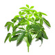 禮赫家飾仿真綠植發(fā)財樹(shù)葉假花盆栽室內外客廳家居裝飾花槽隔斷插花植物墻 12葉46CM發(fā)財樹(shù)【單束】