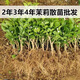 橫縣茉莉花苗兩年苗基地直發(fā)茉莉花批發(fā)花卉盆栽重瓣茉莉花濃香型 2年茉莉苗20棵 花期5-10月