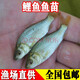 彌翠園鯉魚(yú)苗活體淡水好養殖貴州稻田稻花紅尾鯉魚(yú)冷水觀(guān)賞魚(yú)鯉魚(yú)苗批發(fā) 20條8-10厘米鯉魚(yú)苗（加10%）