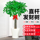 臨雅發(fā)財樹盆栽室內(nèi)客廳大型綠植辦公室喬遷 1.2-1.3m螺紋盆源頭直發(fā)