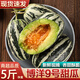 譯優(yōu)農山東博洋9號甜瓜鮮當季水果孕婦羊角蜜香瓜博洋九號脆瓜 精選5斤裝【香甜酥脆】?jì)糁?.5-5斤