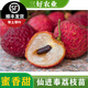 黃忠文仙進(jìn)奉荔枝樹苗嫁接苗越州紅荔枝苗廣西嫁接種苗帶土球葉子發(fā)貨 仙進(jìn)奉荔枝苗 3年苗   高50-70cm  帶土帶葉