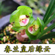 春蘭價(jià)   蘭花多種  綠云  室內盆栽花卉綠植 綠云 3苗連體