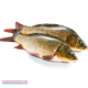 京鮮送【鯉魚(yú)】微山湖大鯉魚(yú)新鮮活鮮四鼻鯉魚(yú) 大魚(yú) 活魚(yú)現殺淡水魚(yú) 一條裝(殺好總重8兩-1.0斤)