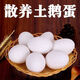 雙黃土鵝蛋新鮮蛋雙黃蛋雙黃鵝蛋新鮮蛋散養(yǎng)輔食早餐月子蛋孕婦 6顆裝【其中1顆防損 現(xiàn)撿現(xiàn)發(fā)】 單枚80克-100克【單黃初生蛋】