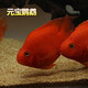 樂(lè)淘逸寵血紅鸚鵡魚(yú)活體發(fā)財(cái)魚(yú)財(cái)神魚(yú)大型熱帶觀賞魚(yú)淡水好養(yǎng) 10-12cm精品元寶鸚鵡6條發(fā)順豐