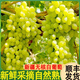 正宗新疆吐魯番無(wú)核白葡萄無(wú)籽5斤新鮮當季水果整箱馬奶提子小 新疆無(wú)核白無(wú)籽5斤精選好果