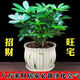 大型室內客廳盆栽花卉八方來(lái)財鴨腳木綠植七葉蓮發(fā)財樹(shù)鴨掌木 八方來(lái)財送高檔郁金香陶瓷盆
