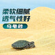 派樂特烏龜沙冬眠孵化用魚缸裝飾造景底砂草龜鱷龜巴西龜下蛋砂子1KG