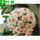 新苗特價(jià)球蘭盆栽球蘭花苗小苗 球形花卉 球蘭花室內爬藤花卉盆栽 1號維也納 不含盆