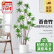 花財(cái)主大型盆栽綠植 檸檬樹鴨腳木發(fā)財(cái)樹天堂鳥綠植室內(nèi)客廳大盆栽 造型百合竹1.5-1.7米【圓柱盆】 含盆
