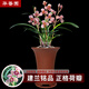 華香園綠植花卉蘭花苗【紅月】建蘭四季蘭辦公室內(nèi)盆栽鮮花多肉耐陰綠植 紅月 1棵2苗 不帶花苞 裸根發(fā)貨