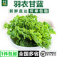 千牛優(yōu)福新鮮羽衣甘藍(lán) 嫩葉kale甘蘭健身榨汁蔬菜西餐食材蔬菜沙拉 2斤