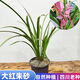 蓓蒞四川春蘭春劍蕙蘭紅香妃夏蘭寒蘭素心大紅朱砂鐵骨 多種 香花 春劍大紅朱砂3苗 帶原盆原土花色隨機