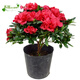杜鵑花盆栽室內陽(yáng)臺四季開(kāi)花山茶樹(shù)苗西瑪杜鵑映山紅大花盆景杜鵑 紅色3年苗 不含盆