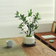 八芽小葉梔子花盆栽開花植物室內(nèi)桌面茶幾好養(yǎng)花卉綠植辦公室凈化空氣 小葉梔子花-陶瓷豎紋盆-紫砂托 帶盆栽好