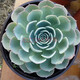 醉花春 大型多肉植物 超大 大顆巨型大室內(nèi)大株組合盆栽老樁 玉蝶 10-12cm 不含盆