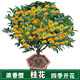 偉偉園藝桂花樹(shù)苗四季開(kāi)花庭院綠化美觀(guān)室內外地栽金桂大樹(shù)濃香型花卉綠植 四季金桂【四季開(kāi)花】 3年苗【明年開(kāi)花】