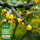 濱淇臘梅樹(shù)苗臘梅冬季開(kāi)花濃香型綠化植物 臘梅2厘米粗1棵源頭直發(fā)
