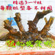 黃荊樁老樁黃荊盆景熟樁樹樁根雕舍利黃荊室內(nèi)綠植辦公室盆栽庭院盆景疙瘩老樁 精選3-4枝黃荊老樁隨機(jī)發(fā) 不含盆