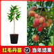 正宗嫁接紅毛丹樹(shù)苗南方種植當年結果毛荔枝苗地栽盆栽果樹(shù)苗 紅毛丹荔枝兩年苗【帶土帶葉】 50cm(含)-60cm(不含)