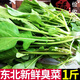 鹿凌青東北新鮮臭菜農(nóng)家自種蘸醬小菜新鮮蔬菜大葉臭菜梗東北蘸醬菜 臭菜【500g】