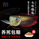 馬印銀龍魚活體大中型熱帶觀賞魚魚缸寵物淡水風(fēng)水魚發(fā)財(cái)魚金龍魚 純血七彩銀龍14-15cm 1條  包活到家