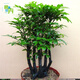 馨音小葉紫檀盆景樹(shù)苗紫檀樹(shù)樁室內(nèi)陽(yáng)臺(tái)盆栽花卉綠植耐 樁形 高30厘米 一盆3棵