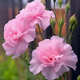 洋桔?；ǚN子各種花卉種子室內陽(yáng)臺盆栽花種子室外景觀(guān)花卉籽大全 洋桔梗種子【淺粉 300?！? title=