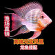 元寶鳳凰活體魚(yú)關(guān)刀魚(yú)熱帶魚(yú)零號元寶鳳凰觀(guān)賞魚(yú)龍魚(yú)混養虎魚(yú)搭配 進(jìn)口賽級元寶鳳凰【龍魚(yú)配魚(yú)】 13-14厘米