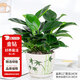 花翁綠公主盆栽花卉植物室內(nèi)水培綠植 大盆金鉆-竹葉瓷盆源頭直發(fā)