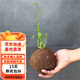 山烏龜盆栽金不換爬藤 趣味 植物盆景多肉植物塊根辦公室綠植花卉 爬藤款小號3-4cm
