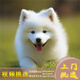 夢(mèng)茜兒純種薩摩耶幼犬活體寵物狗狗微笑天使熊版薩摩耶小狗狼版薩摩耶狗 寵物級 視頻選購 公
