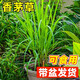 臨雅新鮮香茅草苗檸檬草盆栽香草驅蚊植物種子室內客廳陽(yáng)臺綠植 精品可食用香茅草大苗原盆*1盆