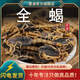 墨源全蝎中藥材全蝎干蝎子干清水十足全蝎全蟲養(yǎng)殖非野生活泡酒可打粉 全蝎100克【大個(gè)清水】