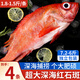 朵芙 海參斑魚 多規(guī)格 紅魚凈重 紅石斑魚大眼魚富貴魚深海魚生鮮魚類 超大紅石斑1.5-1.8斤*4條