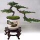 秋穎迎客松盆景真樹室內(nèi)植物客廳辦公室擺件盆栽樹苗四季常青耐寒綠植 大號一帆風(fēng)順 含塑料盆