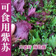 播種心情 家庭種植蔬菜種子孑籽大全四季播種陽臺盆栽農(nóng)家庭院小菜園有機(jī) 紫蘇種子2包