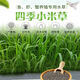 小米草種子魚塘專用水草植物種子耐高溫龍蝦魚蟹養(yǎng)殖專用牧草種籽 【優(yōu)選雀葉稗】小米草種子 5斤純籽【優(yōu)選正品】