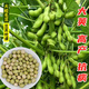 旭力特早熟50天鮮食大粒毛豆種子菜豆春季四季高產(chǎn)大青豆大豆黃豆種籽
