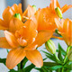 慎思苑意軒香水百合花球盆栽帶芽發(fā)貨 四季開(kāi)花好養活室內花卉 橙色種球一個(gè)多花苞香品種