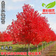 苗彩美國紅楓樹(shù)苗紅點(diǎn)紅冠秋火焰紅楓樹(shù)苗日本紅楓樹(shù)苗綠化苗木風(fēng)景樹(shù) 美國紅楓苗1.5厘米粗 壯苗