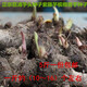 正宗廣西荔浦芋頭種子苗香芋紫香芋種子芋頭仔現挖現賣(mài) 2500g