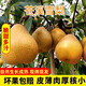 夢宛怡蒼溪特產(chǎn)雪梨四川廣元施家梨新鮮現(xiàn)摘黃皮坨梨子脆冠水晶麻皮水果 【凈重】9斤小果9枚裝 現(xiàn)摘現(xiàn)發(fā) 精選品質(zhì)果