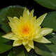 池塘睡蓮花魚(yú)缸睡蓮根塊帶芽四季盆栽水培植物庭院大小睡蓮花種苗 精品 大睡蓮【5個(gè)】黃色