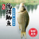 密農人家 生態(tài)養(yǎng)殖鯽魚 新鮮打撈 海鮮水產 肉質鮮嫩冰鮮發(fā)貨 鯽瓜子1kg